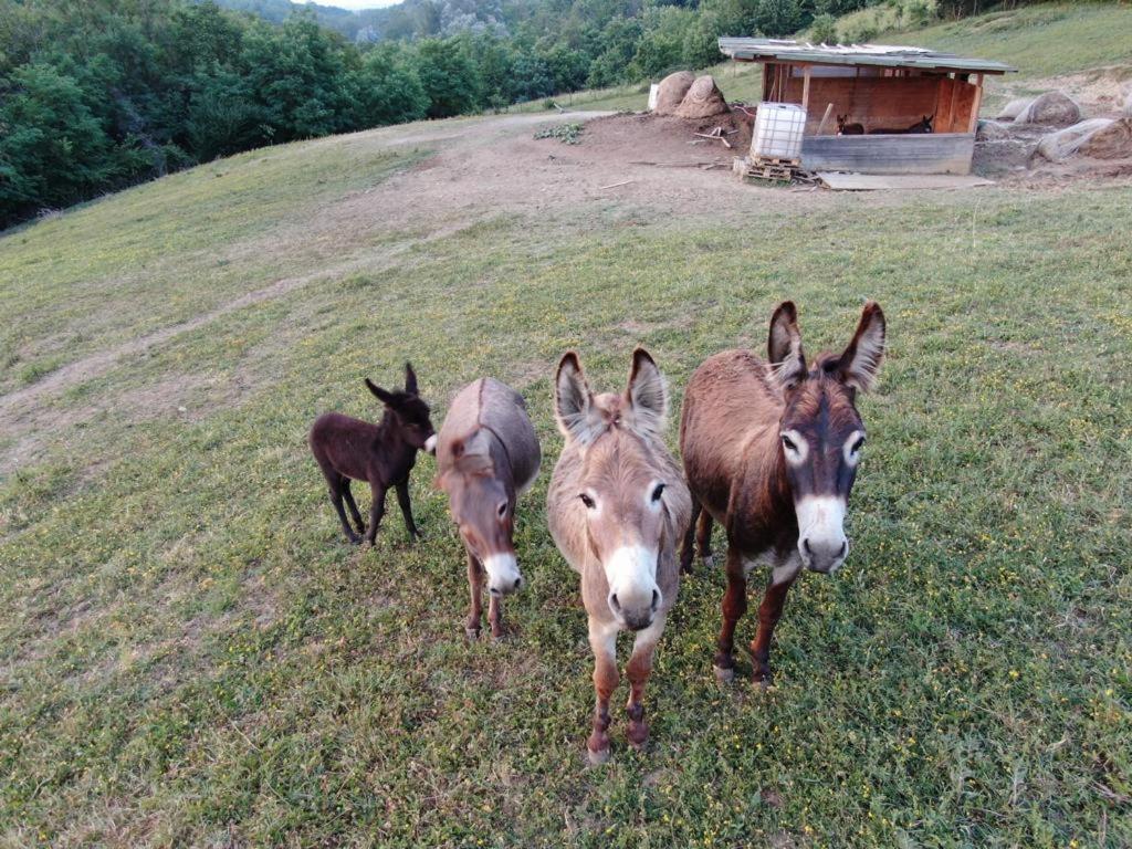 Agriturismo Alba Del Borgo フィデンツァ エクステリア 写真
